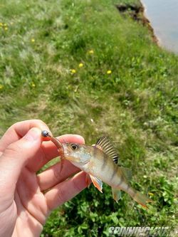 Изображение 4 : Лучший крючок для микроджига: Metsui Fish Game